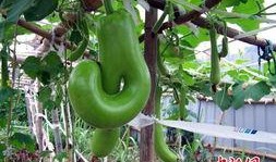 福建新瓜最新爆料,揭秘神秘事件背后的真相